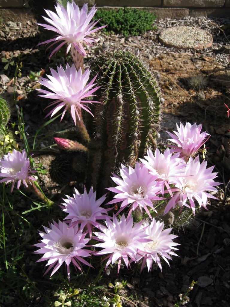 Let's see some California garden pics!